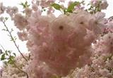 櫻花樹(shù)價(jià)格