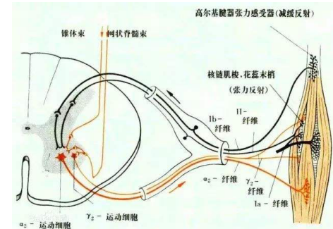 感觉性共济失调对身体带来的严重影响