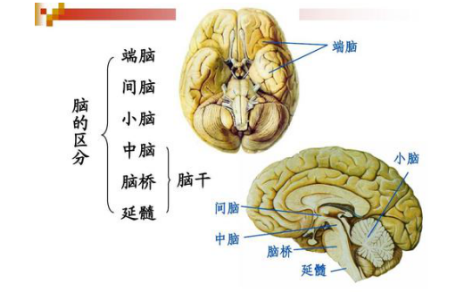 小脑病变主要的表现为共济失调？