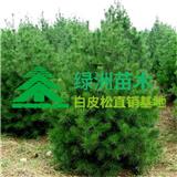白皮松批發(fā)廠家介紹白皮松施肥注意事項