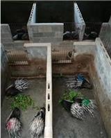 潤野特種養殖豪豬
