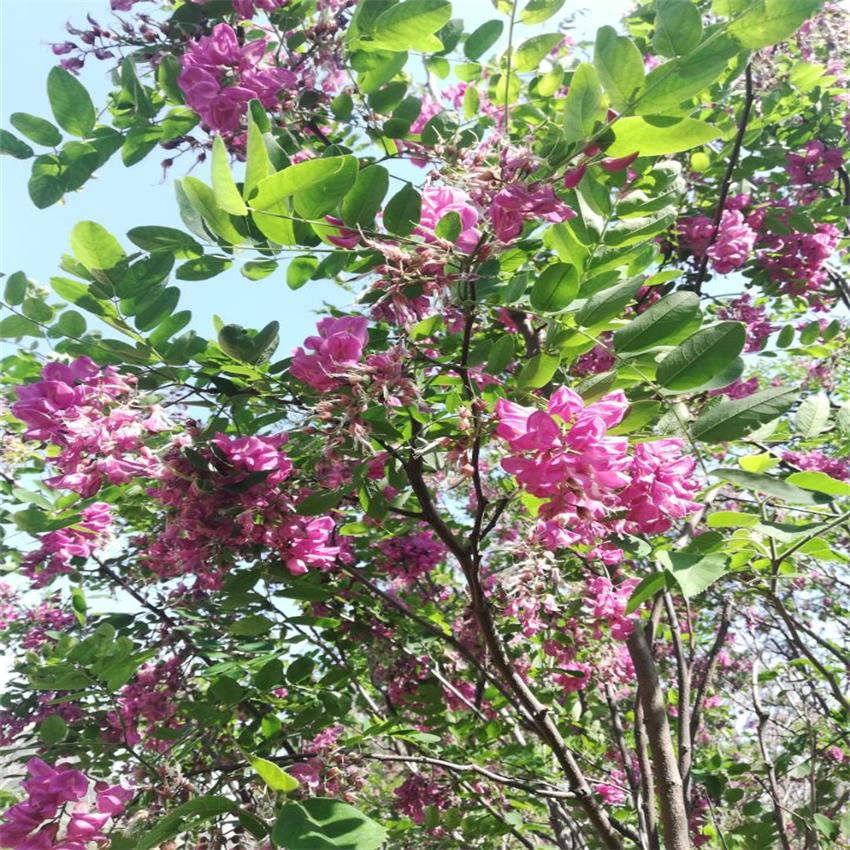 香花槐树苗基地批发  优质彩色绿化苗木香花槐苗