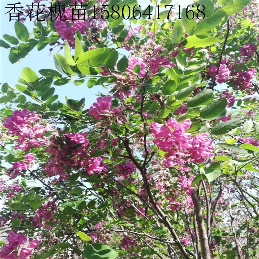 香花槐树苗基地批发  优质彩色绿化苗木香花槐苗