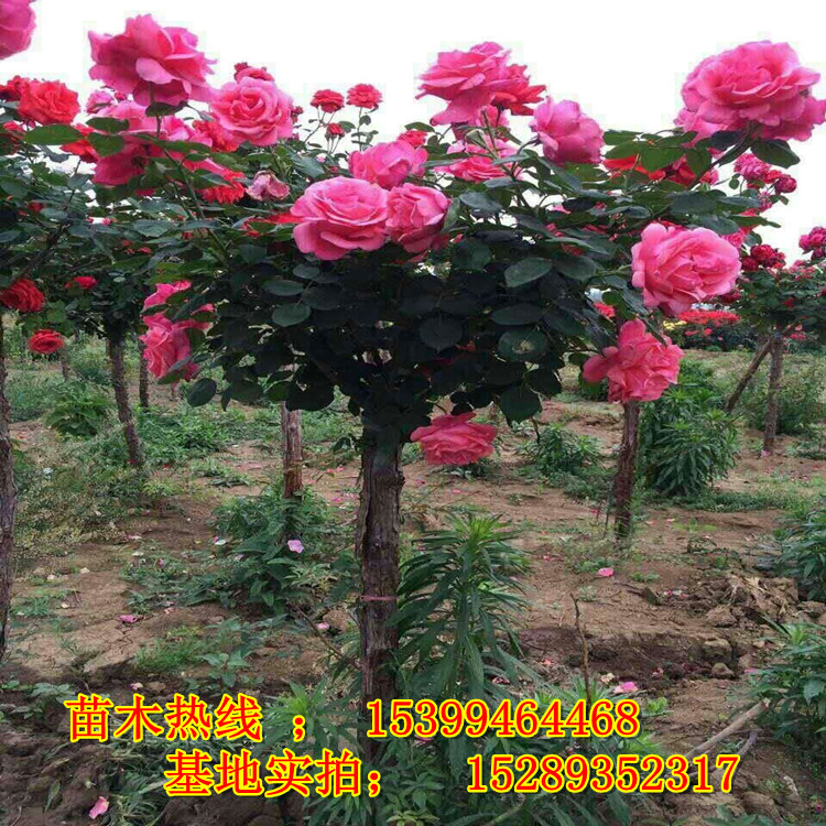 月季樹產(chǎn)地批發(fā) 工程綠化 陜西月季樹苗木基地