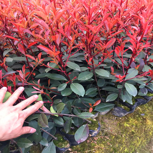 綠化苗供應 紅葉石楠 品種齊全 紅葉石楠批發(fā)價格