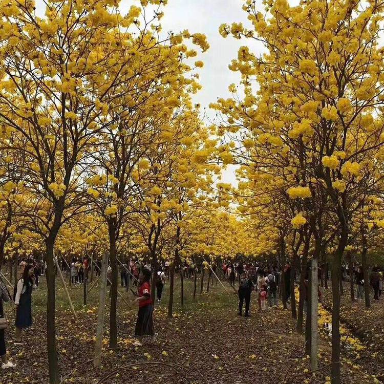 四川綿陽老人葵移植苗，高桿老人葵農戶直銷