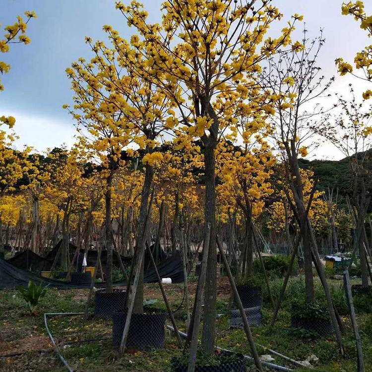 漳州黃花風(fēng)鈴木米徑6公分地苗低價出售