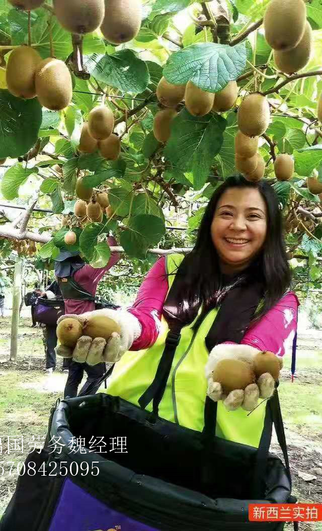 正規出國勞務新西蘭農場工月薪3萬