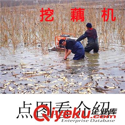 可長年在水里不生銹的挖藕機{yt}產量超想象