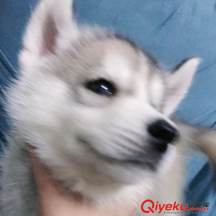 純種哈士奇三把火雙藍眼