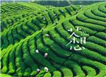 2020上海国际xx茶产业展览会-茶博会