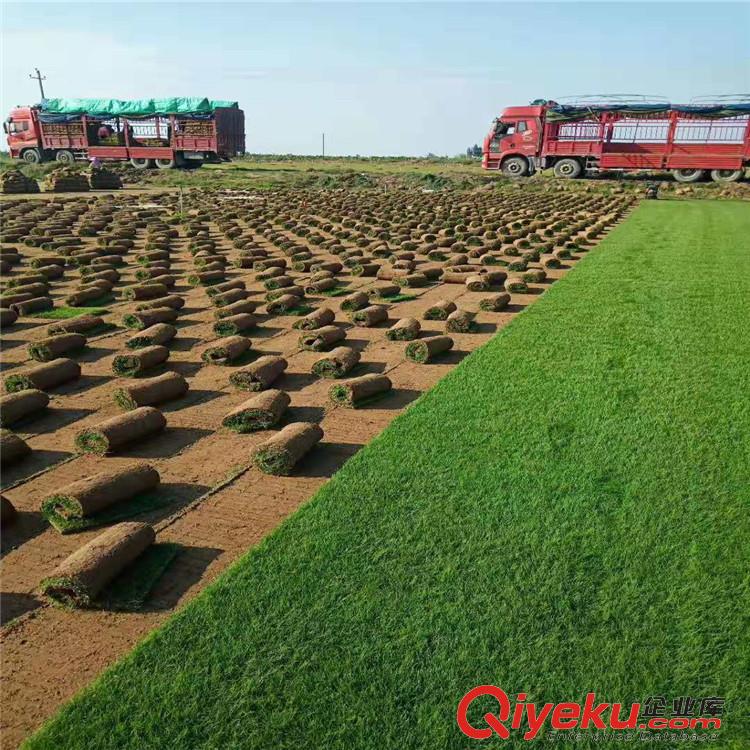 供應(yīng)草坪、周至草坪批發(fā)、混播草坪高羊茅、黑麥草、百慕大網(wǎng)片草坪