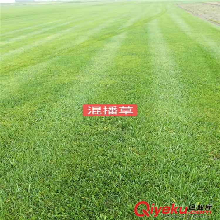 供應草坪、周至草坪批發、混播草坪高羊茅、黑麥草、百慕大網片草坪