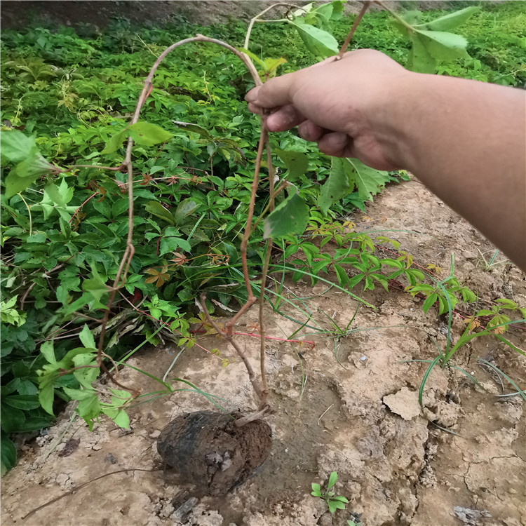 批發(fā)爬山虎樹苗、爬墻高手上墻虎大苗供應(yīng)、周至爬山虎樹苗供應(yīng)商