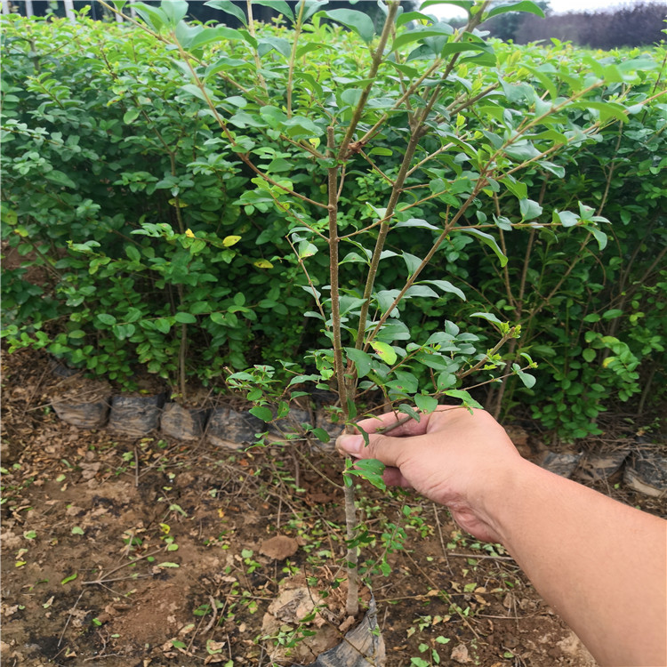 出售小葉女貞 營養(yǎng)杯小葉女貞 周至綠化苗木原始圖片3