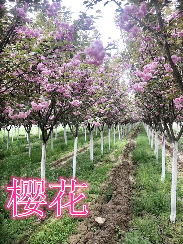 陜西櫻花樹批發(fā) 周至櫻花345公分價格 綠森園藝苗圃