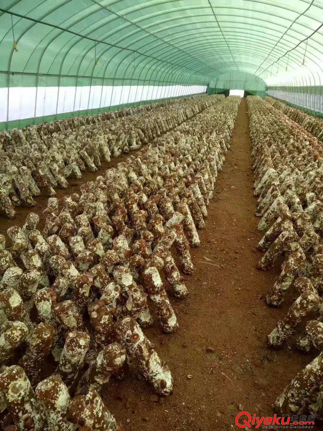 食用菌大棚專用黑白膜 希臘pep利得膜 溫室黑白膜 建筑黑白膜 遮陽膜