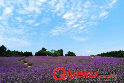青州鼎諾花卉歐石竹產地直銷