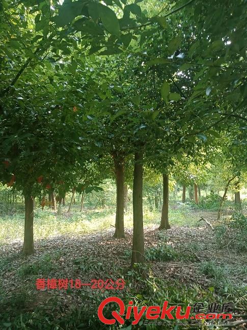 香樟 香樟價(jià)格 江蘇欣然苗圃場香樟批發(fā)