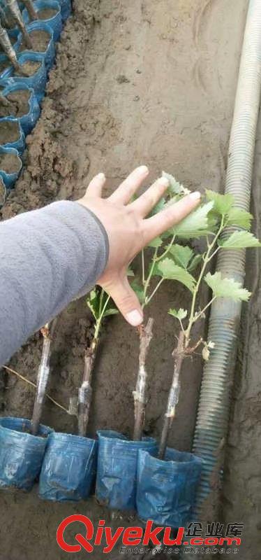 供應(yīng)茉莉香葡萄苗 吉林坤朋嫁接葡萄苗基地