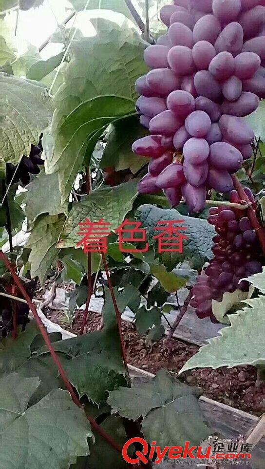供應(yīng)著色香葡萄苗提供無(wú)核膨大劑，大果，長(zhǎng)粒