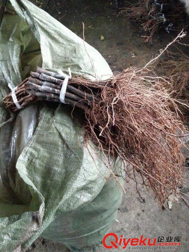 供應郁金香葡萄苗 價格 圖片 種植技術